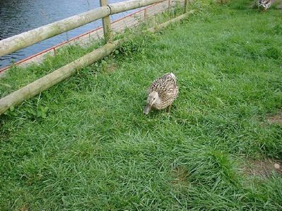 duck2
