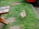 duck1.jpg