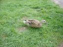 duck3.jpg
